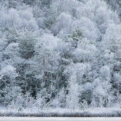 Роман Женечкин