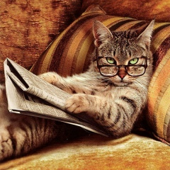 Рауф Алиев, Калининград