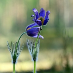 Елена Елена, 01.01, Санкт-Петербург