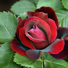 Маргарита Иванова, 17.08