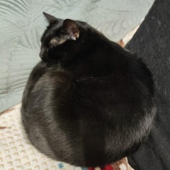 Оксана Мищенко, 01.12, Санкт-Петербург