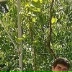 Artak Qaramyan, 07.09.1994, Аштарак