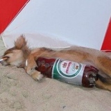 Денис Баширов