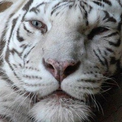 Александр Мезeнцев