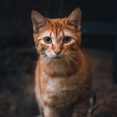 Иван Сергеев, 11.01, Ставрополь