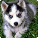 Сергей Македонский, 09.12.1984, Киев