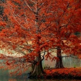 Алла Денисенко