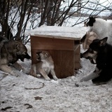 Лё Tsss, 30.10.1981, Апатиты