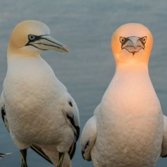 Swan-Htet Kyaw, 24.07.1998, Pyay