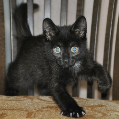 Ксения Суровенко, 12.10