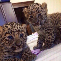 Магомед Тохов, 20.02