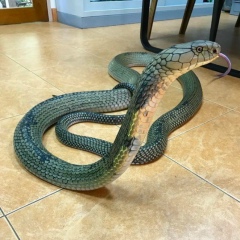 Эмин Бетиев, 12.06.1902, Москва