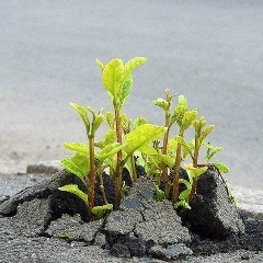 Алла Никифорова, 21.01.1981, Москва