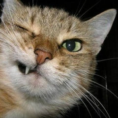 Котяра Усатый, 14.09.1969, Санкт-Петербург