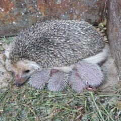 Сергей Будко, 11.01.1988, Омск