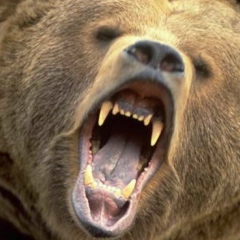 Роман Чертищев, 08.04.1981, Пермь