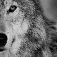 Алекс Шаман, Пермь