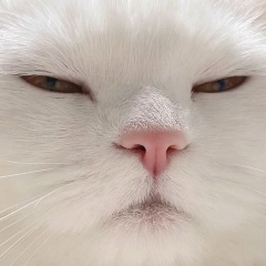 Алекс Алекс, Воронеж