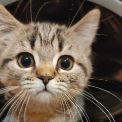 Антон Панов, 19.11.1986