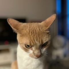 Никита Альпийский, Санкт-Петербург