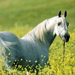 Куаныш Жумагулов, 06.03.1983, Алматы