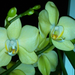 Валентина Гутова, 23.01, Алматы