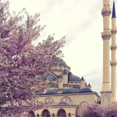 Джуля Джуля, 29.03