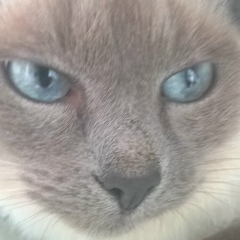 Валерия Фабр, 08.05.1987, Смоленск