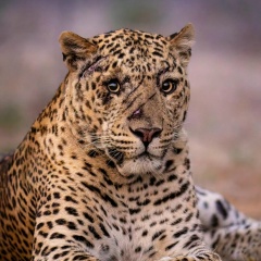 Дарья Зарницкая, Липецк