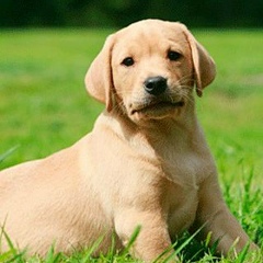 Дмитрий Соболев, 13.01, Чернигов