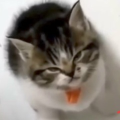 Адиль Снж, 03.02.1999, Кант