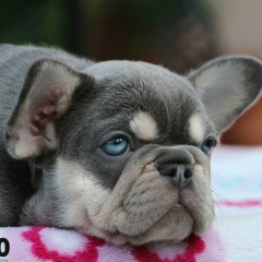 Александра Дементьева, 27.12.1986, České Budějovice