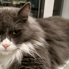 Антон Никуличев, 11.05.1987, Санкт-Петербург