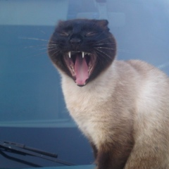 Алена Плахотняя, 05.03.1988, Sydney