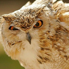 Игарь Филин, 08.01.1980