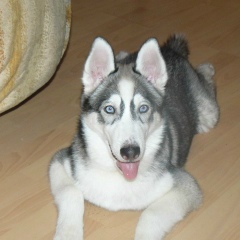 Роман Коростелёв, 26.03.1901, Брянск