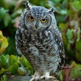 Руслан Ромачев