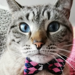 Артур Чекогов, 29.05.1986, Дуброво