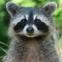 Моника Абдулхалимова, 01.04.1986, Mek'elē