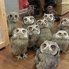 Диана Тамбиева, 08.04, Карачаевск