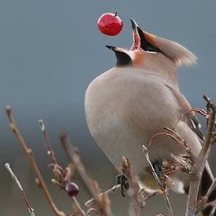 Юлия Скрипник, Днепр (Днепропетровск)