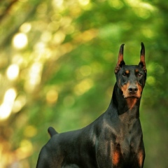 Карим Шахаев, 23.10.1980, Махачкала