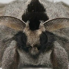 Вениамин Амин, Санкт-Петербург