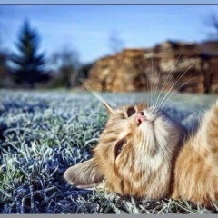 Любовь Шеховцова