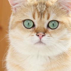 Антон Сорокин, 07.02.1973, Санкт-Петербург