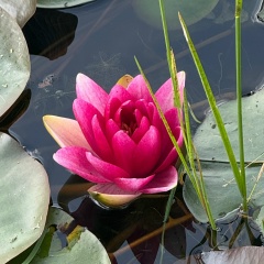 Кира Воронова, Москва