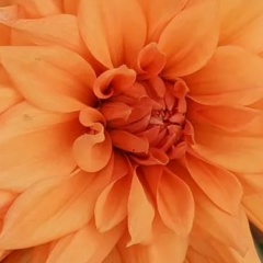 Татьяна Волкова, 10.08, Псков