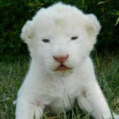 Сергей Короленко, 04.06.1971, Екатеринбург