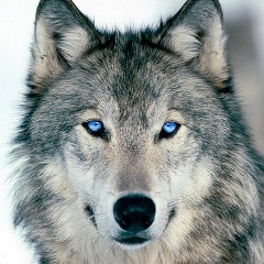 Эдуард Каниболоцкий, 05.11, Челябинск