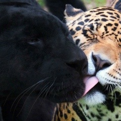 Нариман Отанов, 05.07.1901, Санкт-Петербург